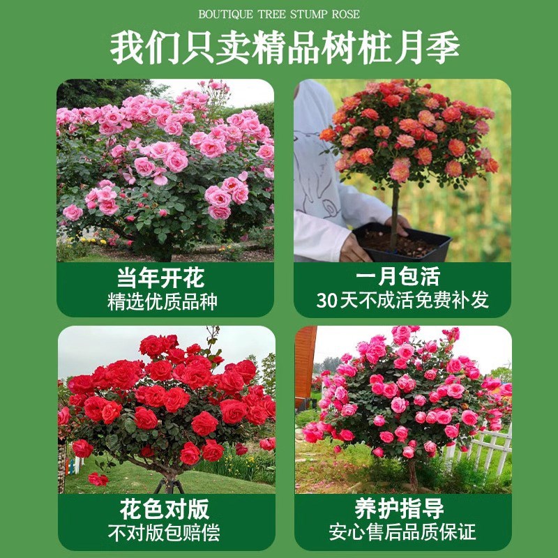 嫁接棒棒糖树桩月季花苗室外庭院四季开花植物盆栽绿植玫瑰花树苗