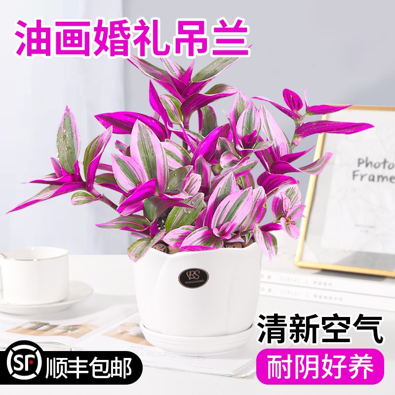 油画婚礼吊兰垂吊植物花卉植物室内花盆栽多肉水培绿植阳台紫露兰