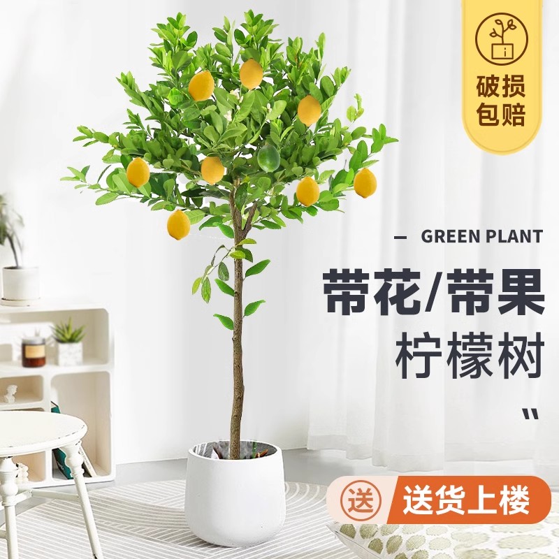 香水柠檬树盆栽带果庭院阳台