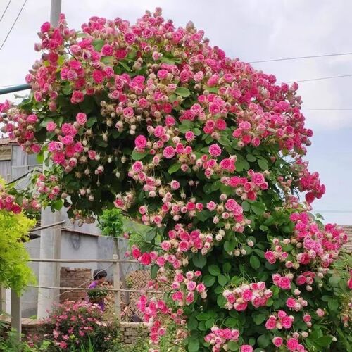 胭脂扣多季爬藤本月季花苗阳台庭院盆栽植物玫瑰花卉多头勤花型