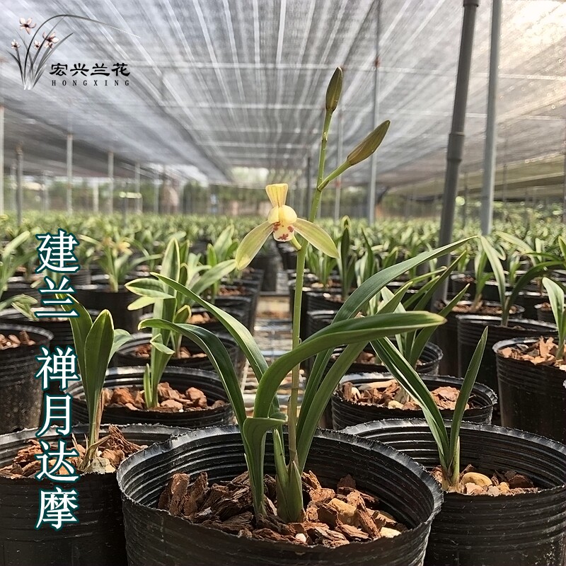 兰花苗建兰四季兰 禅月达摩金边矮种夏秋季花苞花卉盆栽植物
