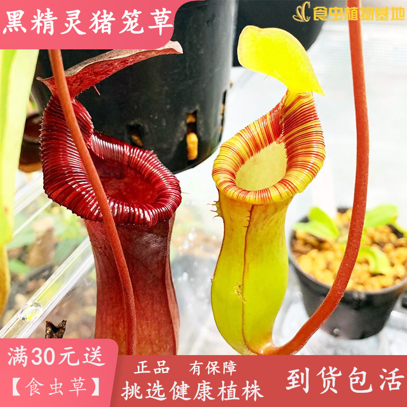 黑精灵猪笼草【劳氏交红葫芦猪笼草景观盆栽食虫植物捕虫草】