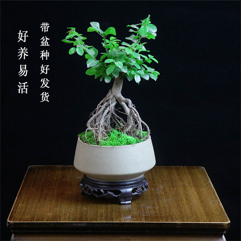 提根小叶雀梅树桩造型盆景植物老桩室内绿植盆栽好养