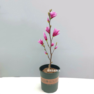 紫玉兰盆栽阳台庭院玉兰花树苗花苞好养矮化花卉植物耐寒风景树