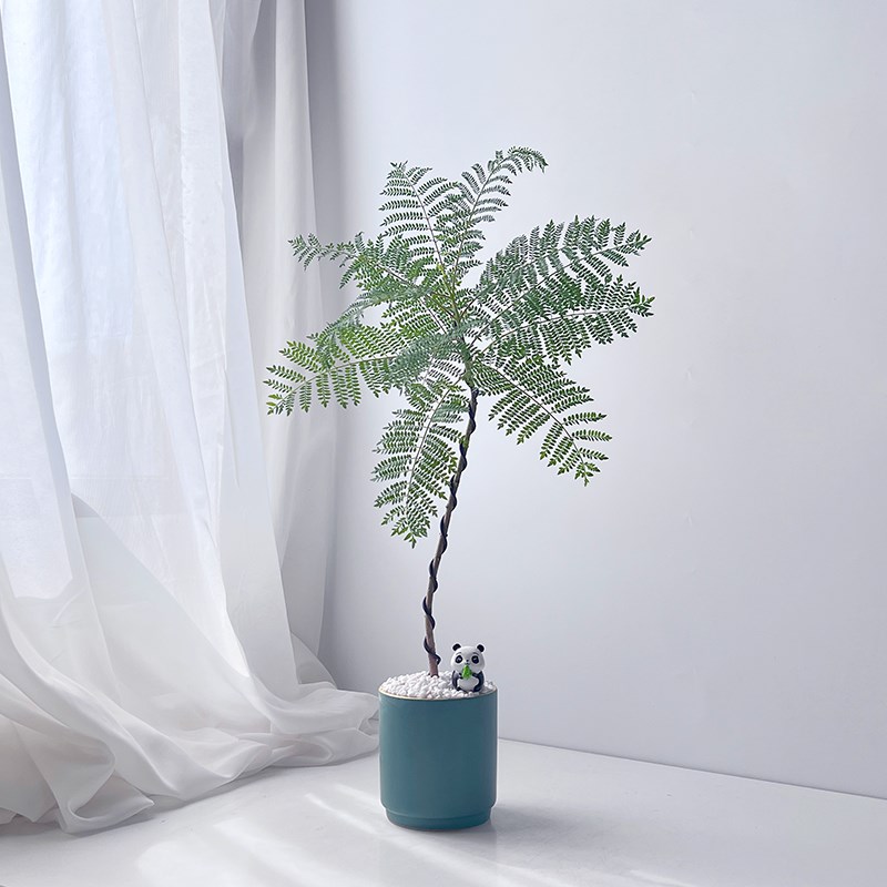 蓝花楹树苗室绿植室内盆栽好养小众优美轻松解压植物