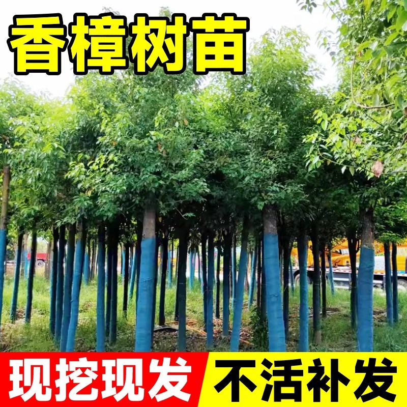 香樟树苗树小叶南北方耐寒工程绿化苗木香樟种籽孑