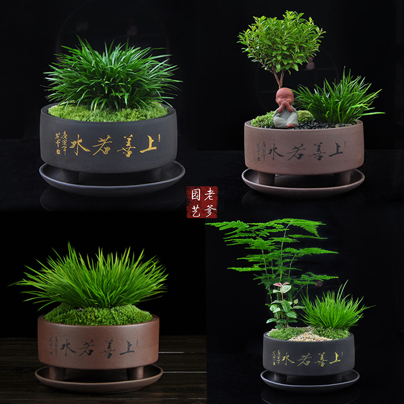 金 钱菖蒲黄金姬虎须附石假培植物盆景花卉微景观盆栽