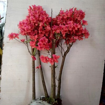 双季映红树苗当年开花毛杜鹃花苗南方北方种植耐寒抗冻四季开花