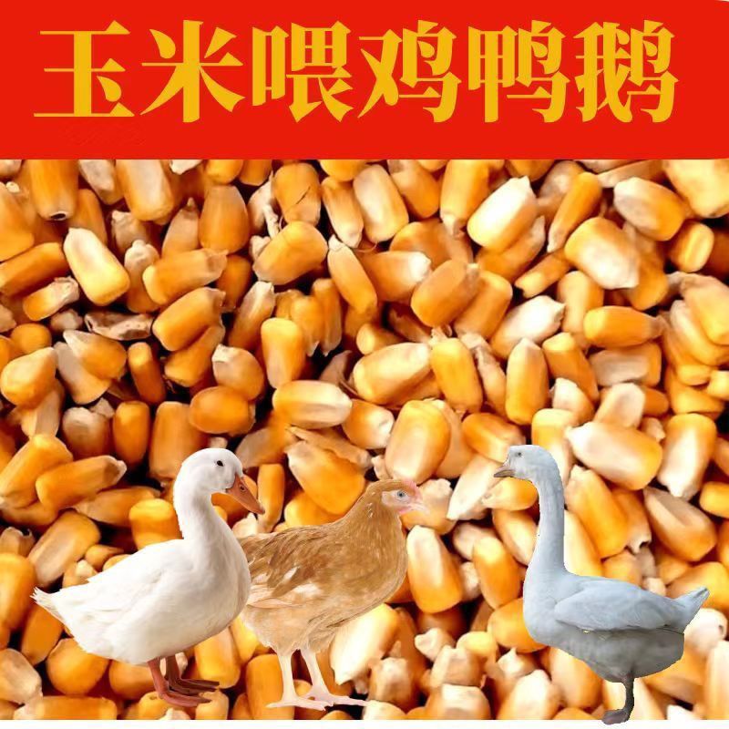 25年东北新粮玉米粒喂鸡鸭鹅鱼饵羊鸟食钓鱼酿酒苞米粒饲料原料