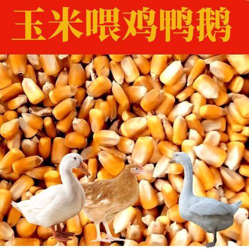 25年东北新粮玉米粒喂鸡鸭鹅鱼饵羊鸟食钓鱼酿酒苞米粒饲料原料