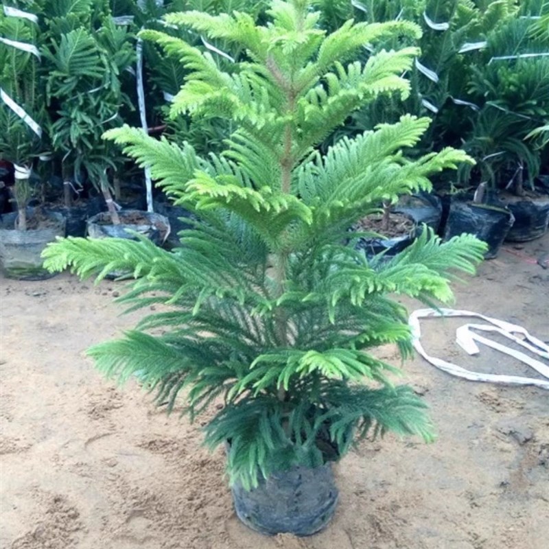 南洋杉小苗南洋松树苗圣诞树庭院阳台绿植盆栽耐寒耐热四季常青