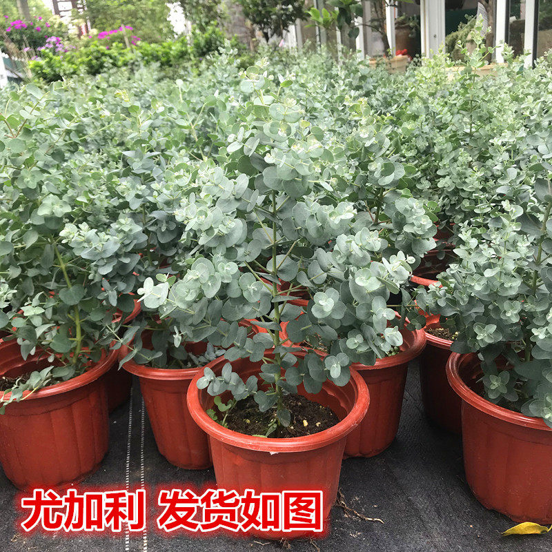 尤加利盆栽植物常绿观叶盆栽吸甲醛尤加利绿植苗室内小盆栽