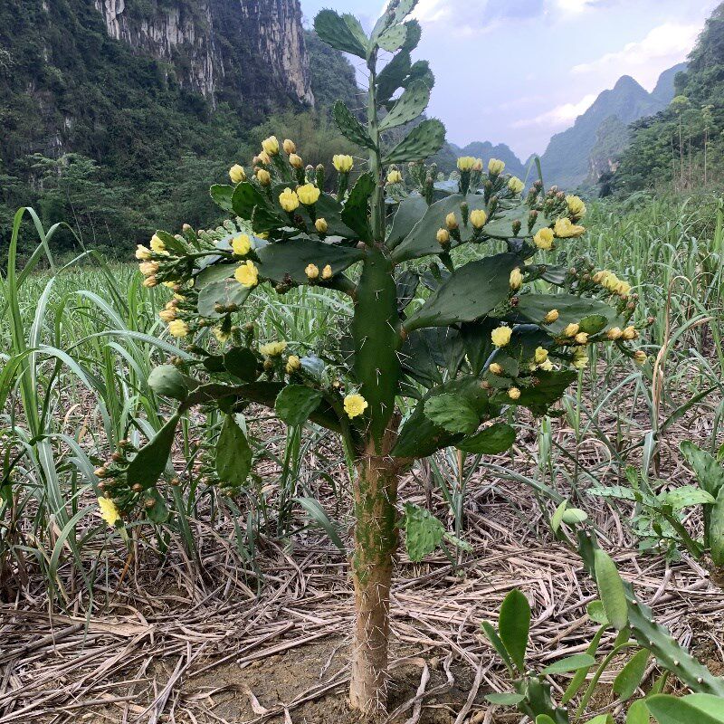 单刺团扇夏季花量最多仙人掌老桩发货室内净化空气户外造景易养活