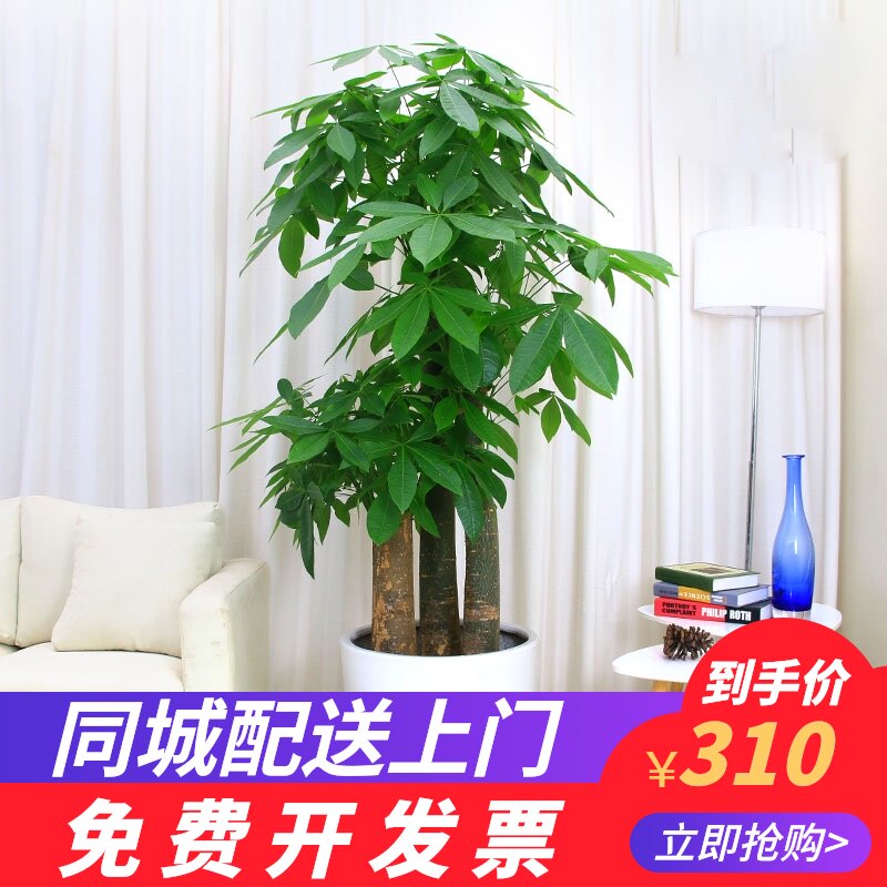 步步发财树家里盆栽型室内好养易活植物开业绿植真花