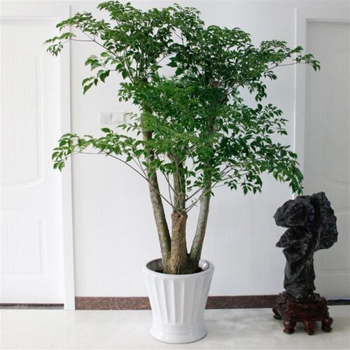 重庆花卉幸福树植物室绿植观叶盆栽室内除甲醛净化空气盆景
