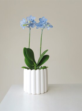 小森林 蓝色蝴蝶兰创意植物室内桌面装饰花卉盆栽好养送礼年宵花