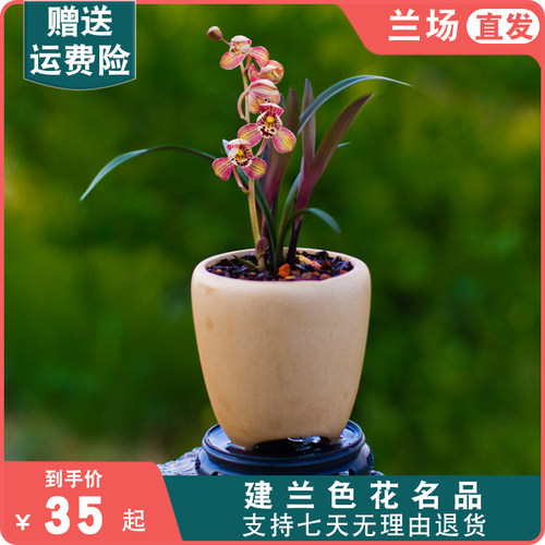 小苗【红草红荷】兰花苗名贵盆栽花卉植物室内国兰浓香型兰草趣味