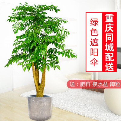 幸福树大盆栽室内外植物大型绿植花木福贵树美化环境
