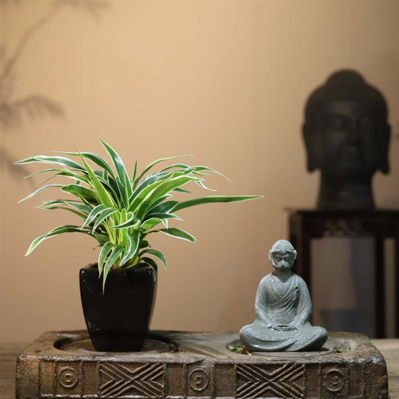 绿植盆栽金边吊兰净化空气绿色书房室内植物庭院美观
