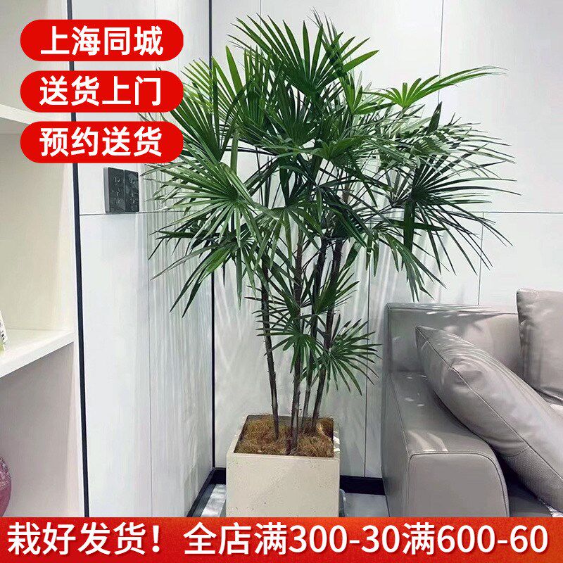 细叶金棕竹小叶棕竹净化空气植物盆栽网红绿植好养活耐阴