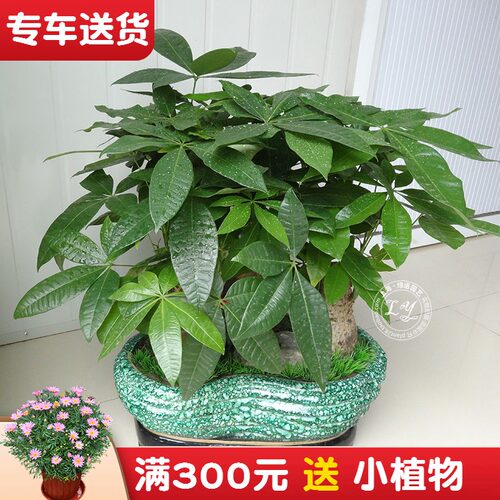 发财树盆景 室内盆栽植物招财美观绿植 上海送货