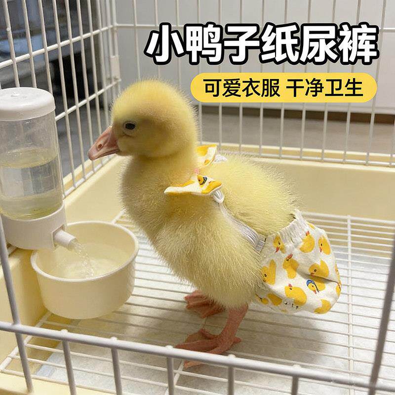 小鸭子专用衣服尿不湿宠物柯尔鸭穿的屁股兜鹅的防乱拉接屎尿神器
