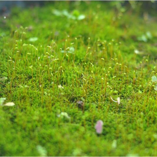 教学专用带孢子蕨类 盆景铺面青苔 葫芦藓 鲜活微景观植物 造景