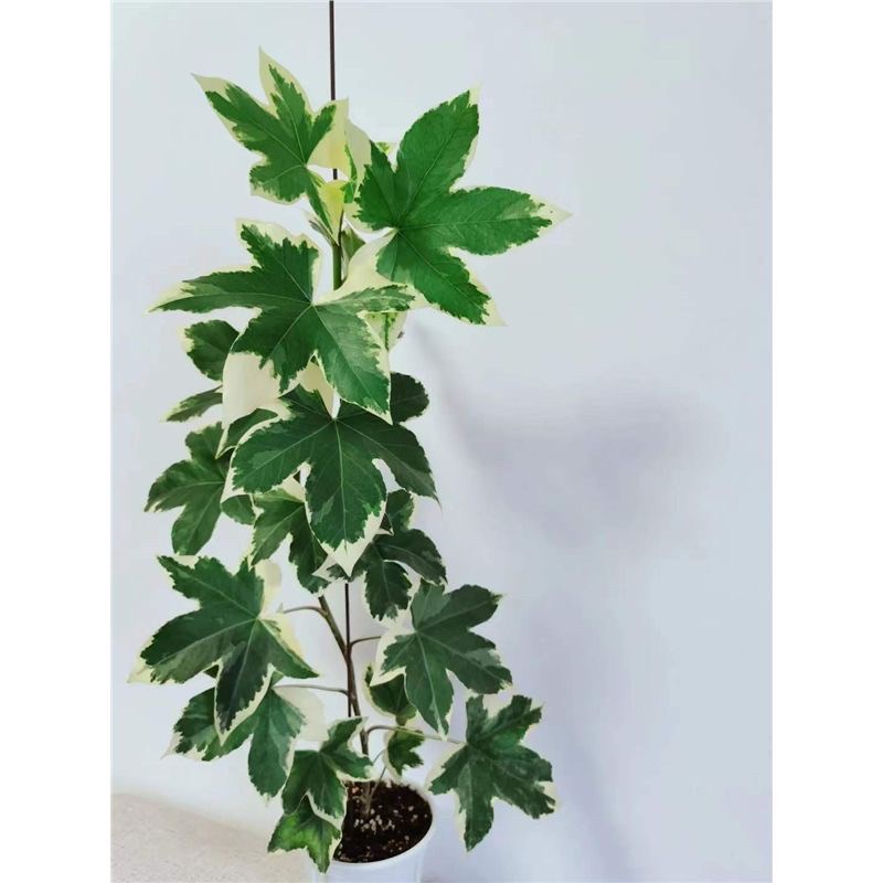 大花叶熊掌木绿植盆栽好养四季不落叶净化空气