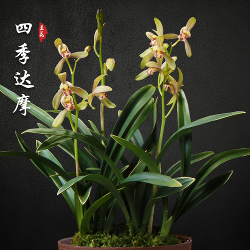 四季达摩 矮种金边兰花苗盆栽四季兰草名贵浓香花苞香兰建兰花卉