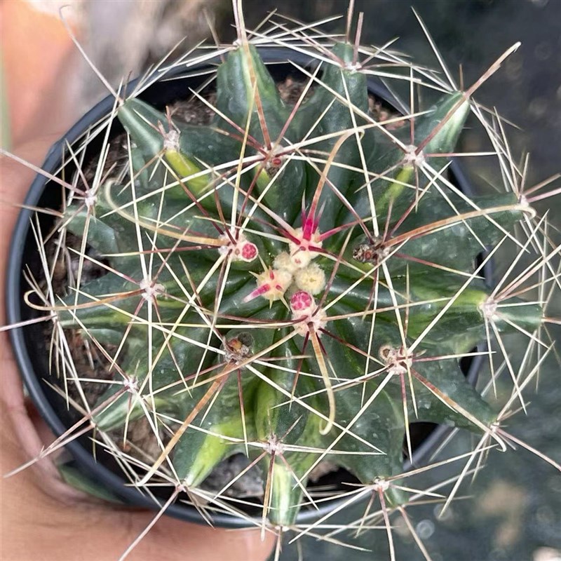 大虹刺锦仙人球实生精品稀有品种基地现货实拍开花仙人掌多肉植物