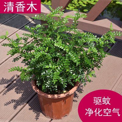 清香木盆栽胡椒木绿植常绿室内外好养易活美观植物驱蚊净化空气