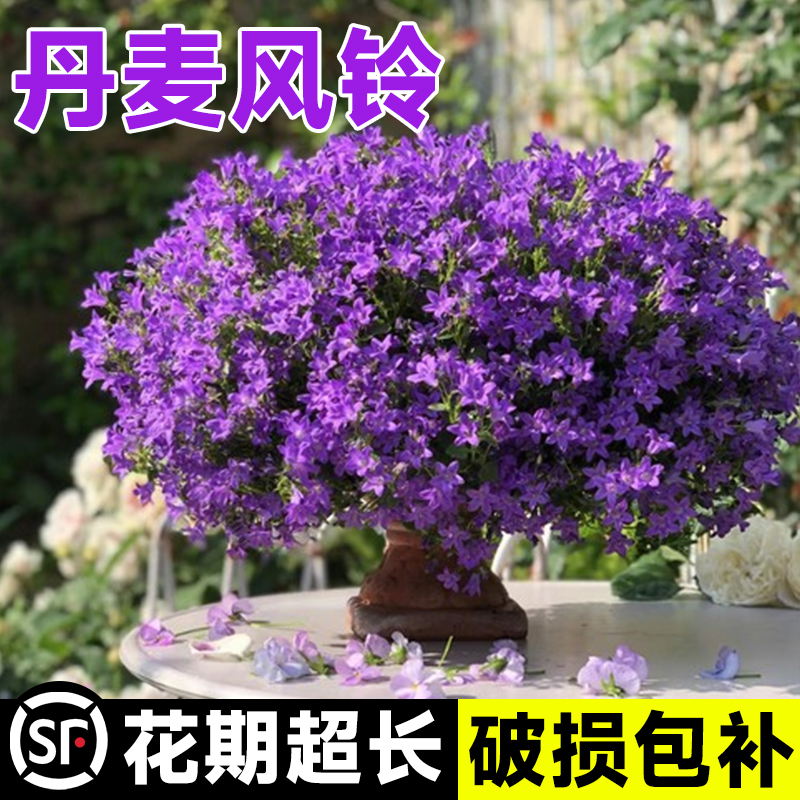 丹麦风铃花盆栽重瓣带花苞室内外阳台庭院紫梦露绿植鲜花卉好养活