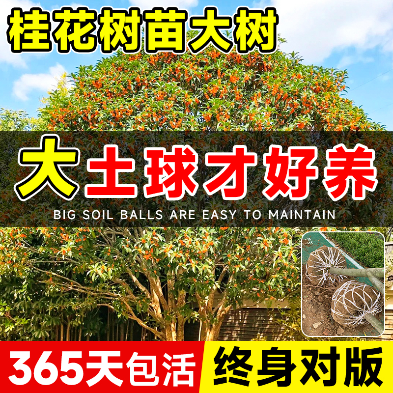 桂花树苗大树丹桂盆栽四季桂大树庭院地栽室内外四季开花嫁接老桩
