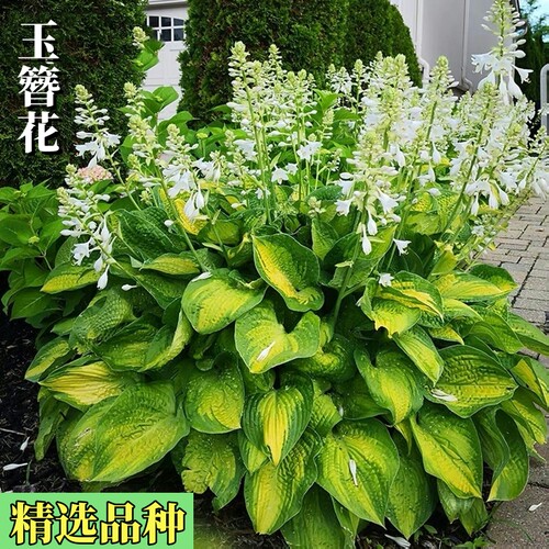 荷兰进口玉簪花植物阳台庭院玉簪耐阴耐寒盆栽花卉小苗地栽楼顶趣