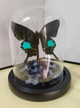 巴黎翠凤蝶真蝴蝶标本干花艺术玻璃罩桌面摆件手工生日收藏礼物