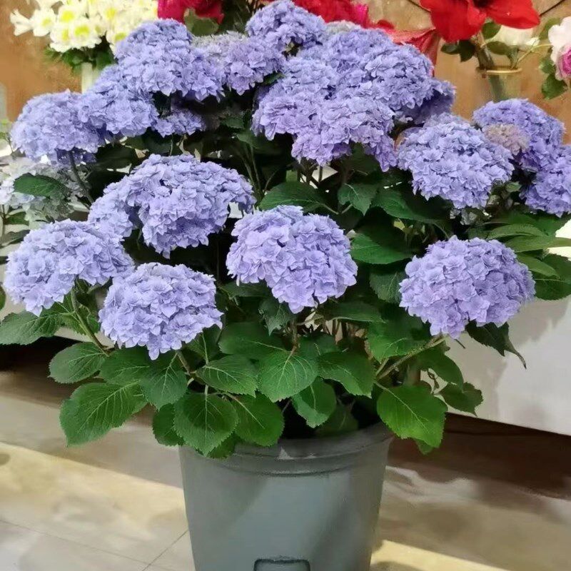 绣球花苗尽夏花卉盆栽庭院植物阳台室内外老桩好养四季开花耐寒