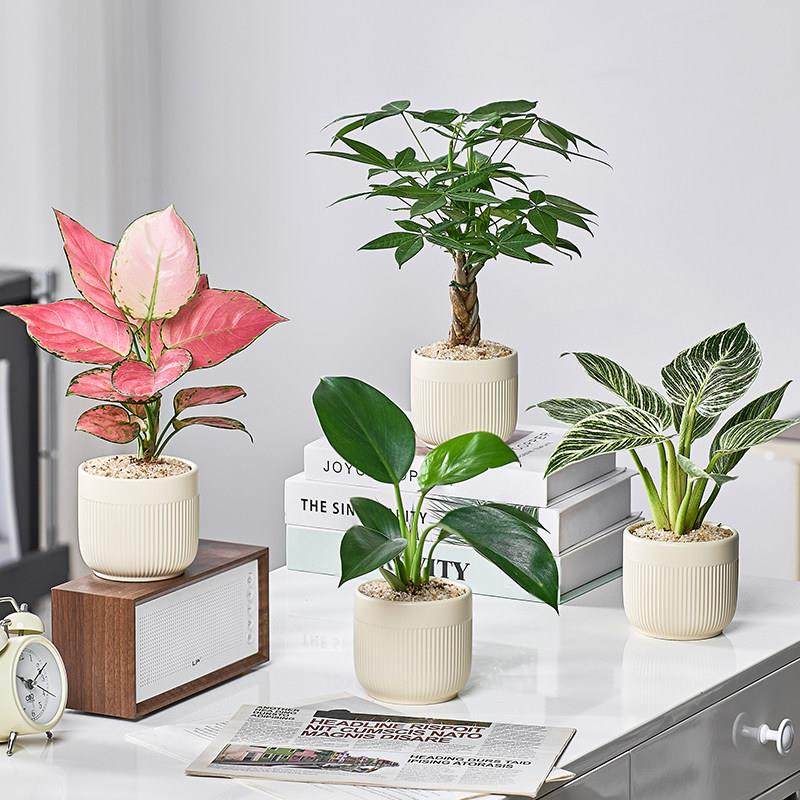 北欧ins新手好养绿植盆栽花卉办公室内桌面摆件净化空气除甲醛,3C数码配件,USB多功能数码宝,淘宝优惠券,粉丝福利购,淘宝优惠卷