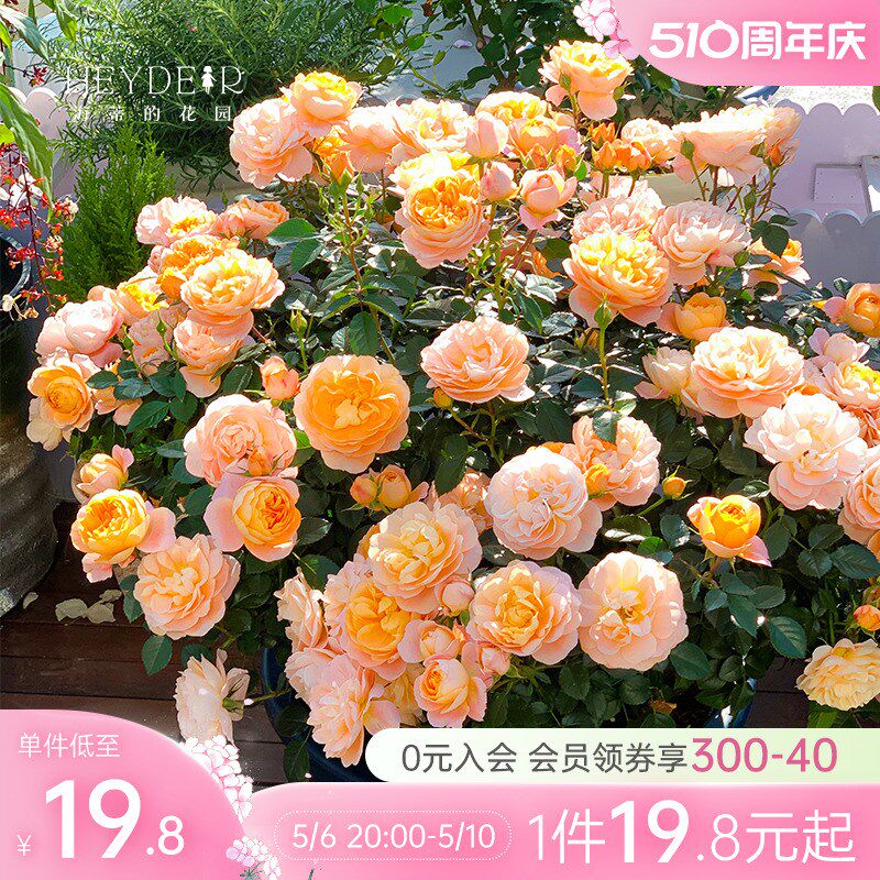 强香月季花苗爬藤月季果汁阳台蓝色阴雨花卉盆栽
