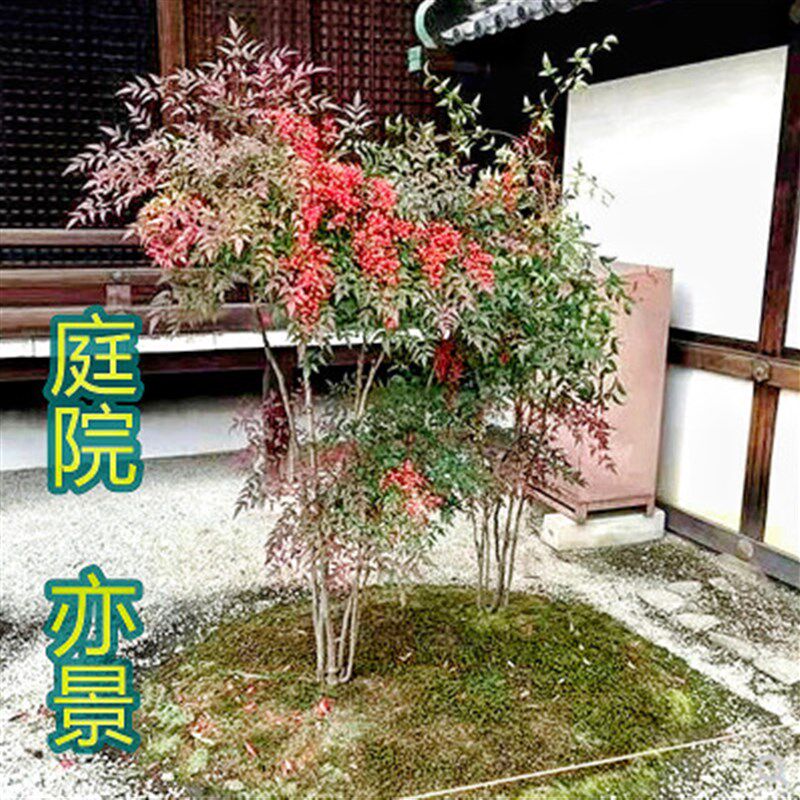 火焰南天竹树苗庭院造景四季红天竹耐寒盆景别墅盆栽老桩常青花苗