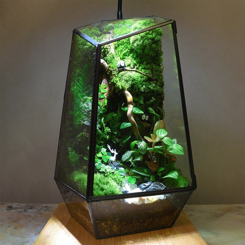 苔藓微景观雨林生态瓶创意迷你植物青苔森林小绿植桌面盆栽小摆件