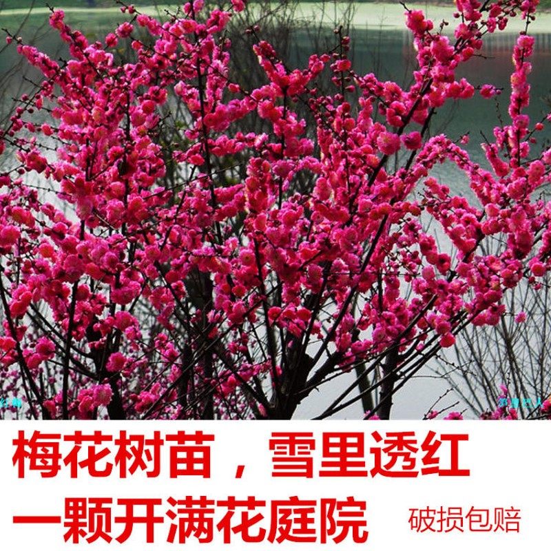 腊梅盆栽树桩红梅树苗盆景梅花原生骨里红地栽梅花苗庭院浓花苞