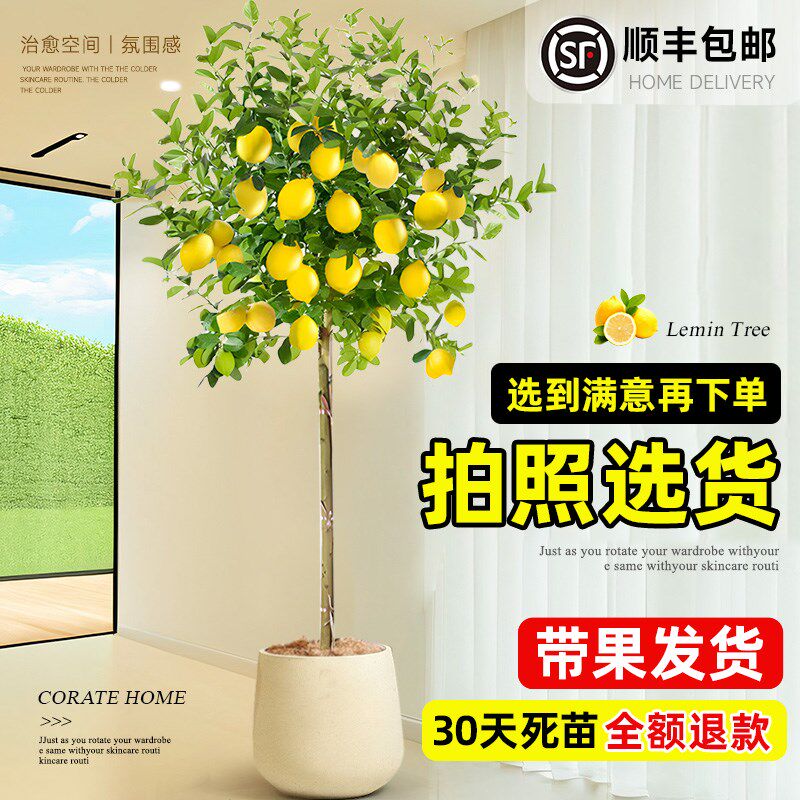 香柠檬树盆栽果绿植植物室内阳台树苗好养活开花