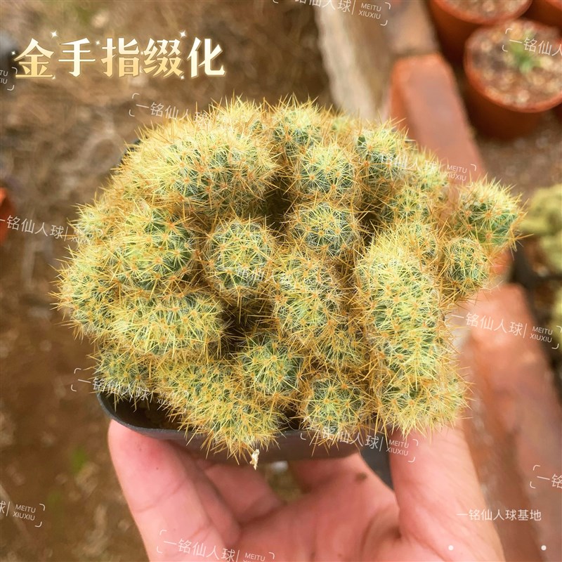 金手指缀化仙人指多肉植物室内绿植花卉盆栽辐射吸甲醛