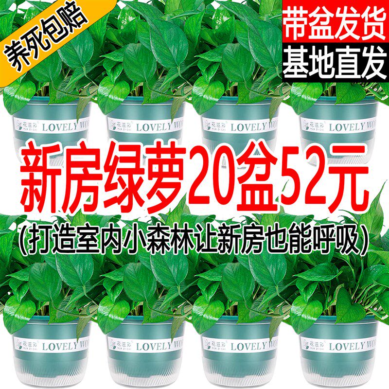 新房绿萝盆栽室内植物除甲醛绿植培绿罗花卉绿箩长藤金钻