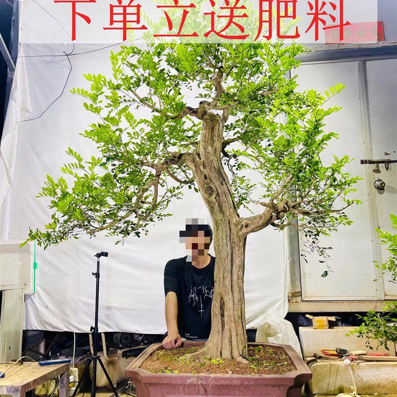 九里香盆景盆栽七里香植物绿植老桩熟桩开花结果驱蚊不落叶好养活