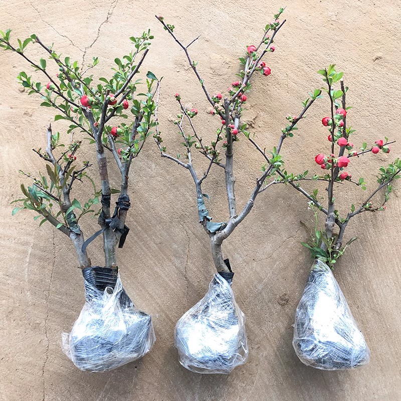 海棠花盆栽树苗老桩盆景庭院好养四季阳台植物室内花卉绿植