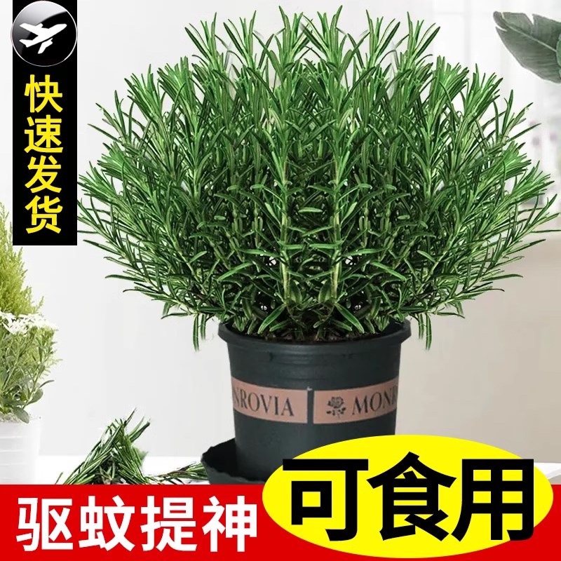 迷迭香苗盆栽可食用驱蚊植物香草薄荷苗水培花卉绿植物室内煎牛排