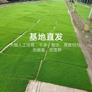 苔藓人工培育短绒藓鲜活微景观植物纱布小灰藓盆景庭院造景青苔