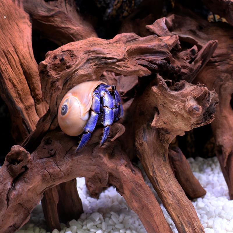 寄居蟹下沉木攀援~杜鹃根渡河龙造景忌虾木饰品攀援宠物大小