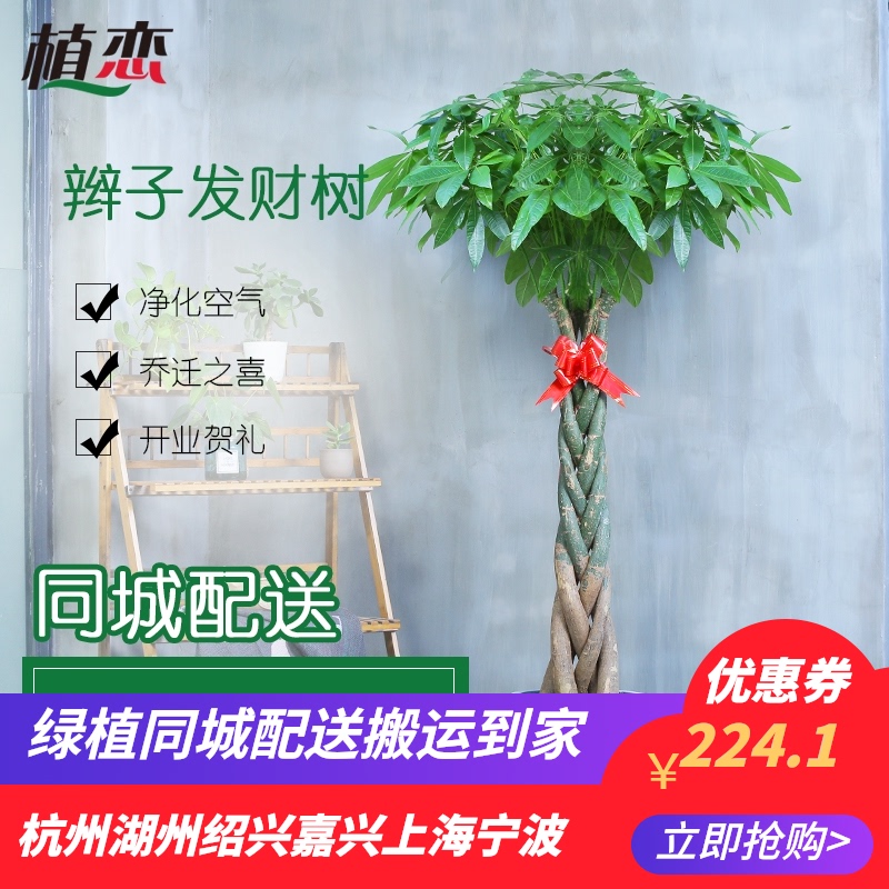 五辫辫发财树盆栽室内绿植盆景花卉室绍兴杭州配送